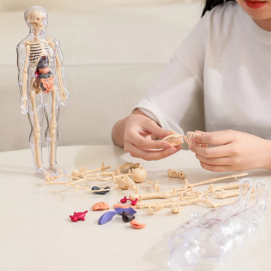 AnatoView™ - Transform Anatomy Learning in 3D Clarity!