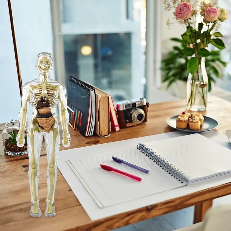 AnatoView™ - Transform Anatomy Learning in 3D Clarity!