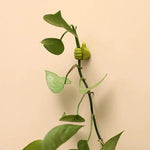 ThumbHooks™ — Achieve a Clutter-Free Home Effortlessly!