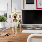 AnatoView™ - Transform Anatomy Learning in 3D Clarity!
