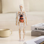 AnatoView™ - Transform Anatomy Learning in 3D Clarity!